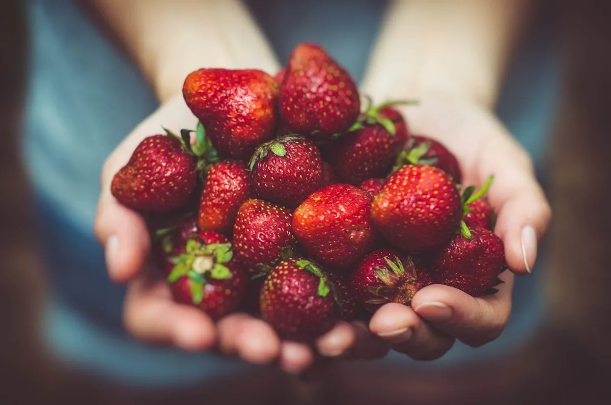 Morangos o Ano Todo: Sabores, Benefícios e Receitas Incríveis Aqui